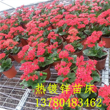 <a href='/' target='_blank'><a href='http://m.shqywh.cn/miaochuangsheshi/203.html'target='_blank'>花架網(wǎng)</a></a>
