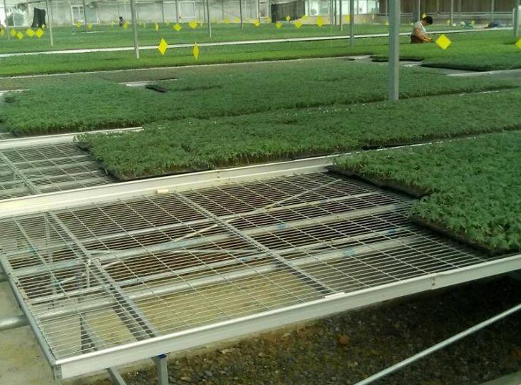 <a href='http://m.shqywh.cn/miaochuangsheshi/199.html'target='_blank'>育苗床</a>.jpg